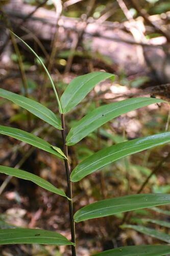 Image of Alpinia modesta by (c) Wairambar Rainforest, some rights reserved (CC BY)