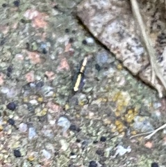 Lepidocyrtus paradoxus