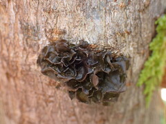 Scytinium polycarpum