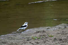 Fluvicola nengeta