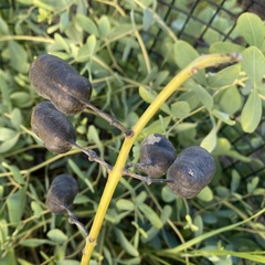 Baptisia alba