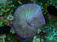 Fungia fungites