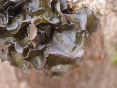 Scytinium polycarpum