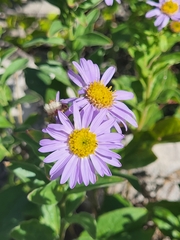 Aster