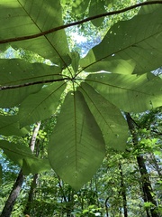 Magnolia macrophylla