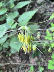 Thalictrum fendleri