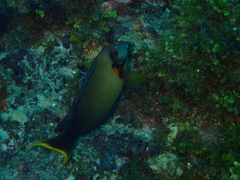 Acanthurus pyroferus
