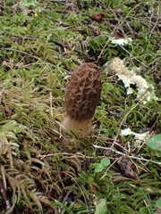 Morchella snyderi