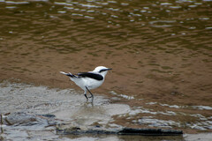 Fluvicola nengeta