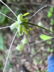 Thalictrum fendleri