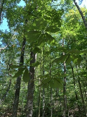 Magnolia macrophylla