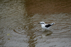 Fluvicola nengeta