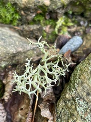 Evernia mesomorpha