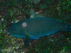 Chlorurus microrhinos