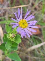 Aster