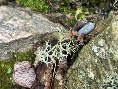 Evernia mesomorpha