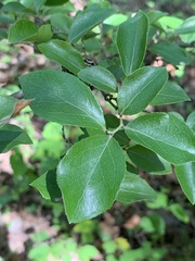 Viburnum prunifolium