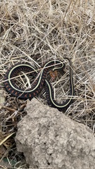 Thamnophis sirtalis concinnus