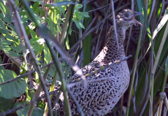 Phasianus colchicus