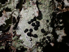 Mycoblastus sanguinarius