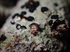Mycoblastus sanguinarius