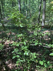Viburnum prunifolium