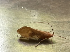 Platycentropus radiatus