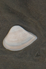 Mactrellona exoleta