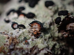 Mycoblastus sanguinarius