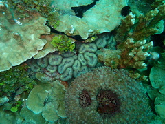 Lobophyllia