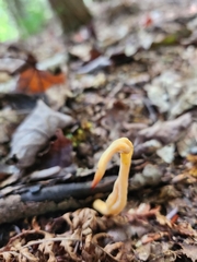 Clavulinopsis appalachiensis