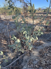 Cordia dichotoma
