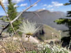 Dryas hookeriana