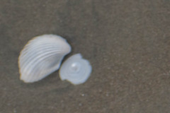 Noetia