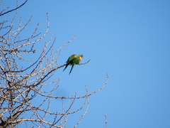 Trichoglossus moluccanus