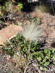 Dryas hookeriana
