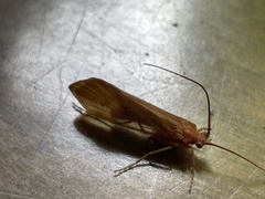 Platycentropus radiatus