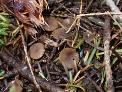Ciboria rufofusca