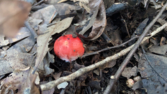 Russula cremoricolor