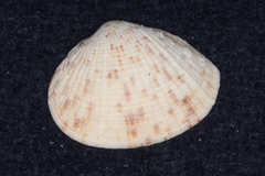 Venerinae