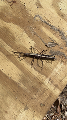 Anisomorpha buprestoides