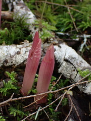 Corallorhiza
