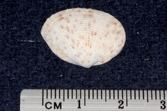 Venerinae