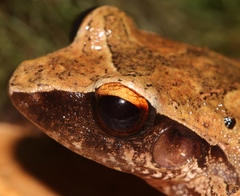 Craugastor rostralis