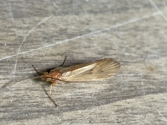 Platycentropus radiatus