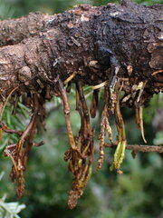 Arceuthobium tsugense