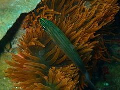 Cheilodipterus macrodon