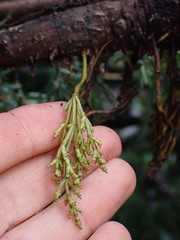 Arceuthobium tsugense