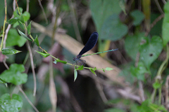 Atrocalopteryx atrata