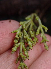 Arceuthobium tsugense